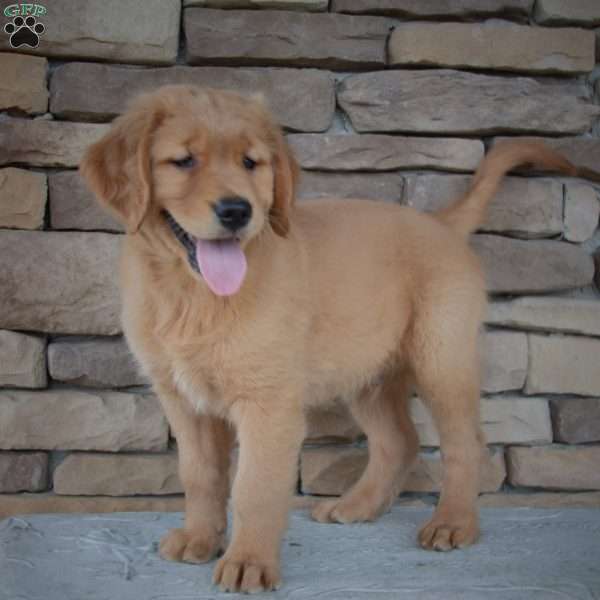 Jade, Golden Retriever Puppy